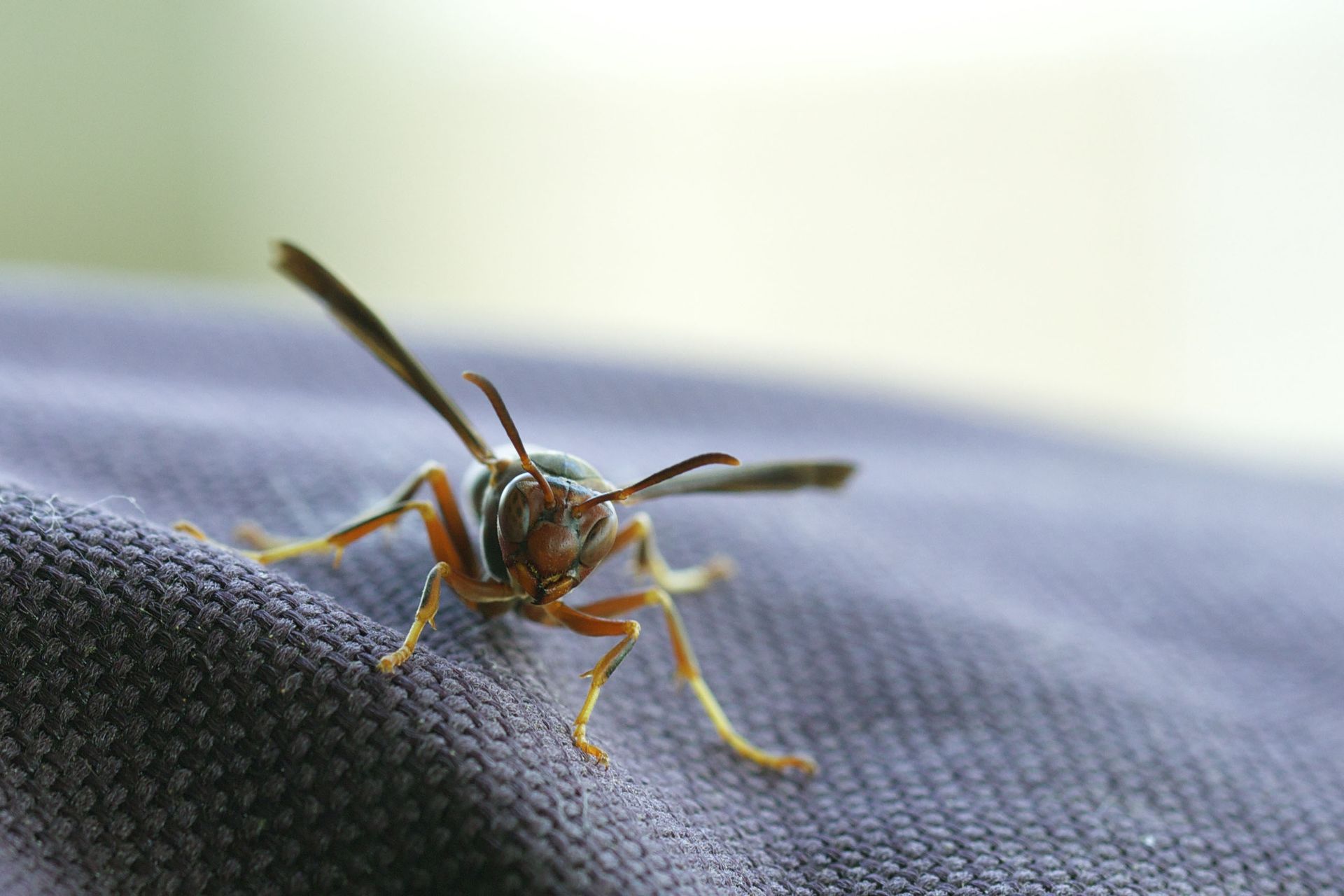 mosquito on cloth