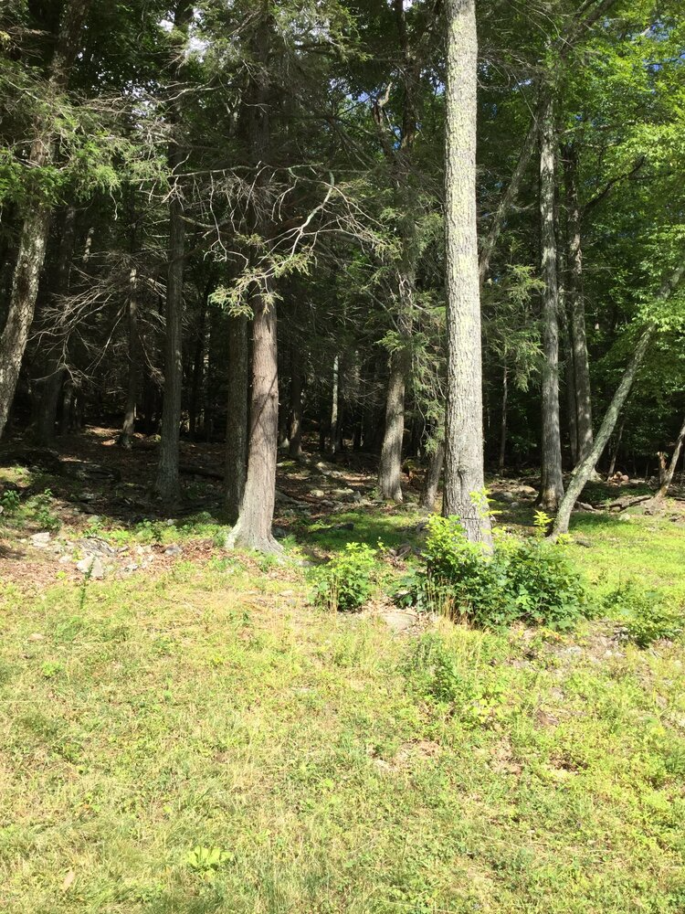 A lush green field surrounded by trees on a sunny day.