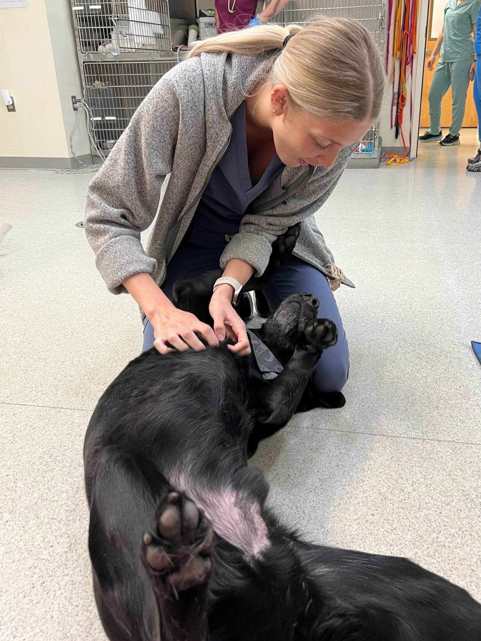 Veterinary worker kneeling, examining black dog's leg in a clinic. Gray jacket, blue scrubs.