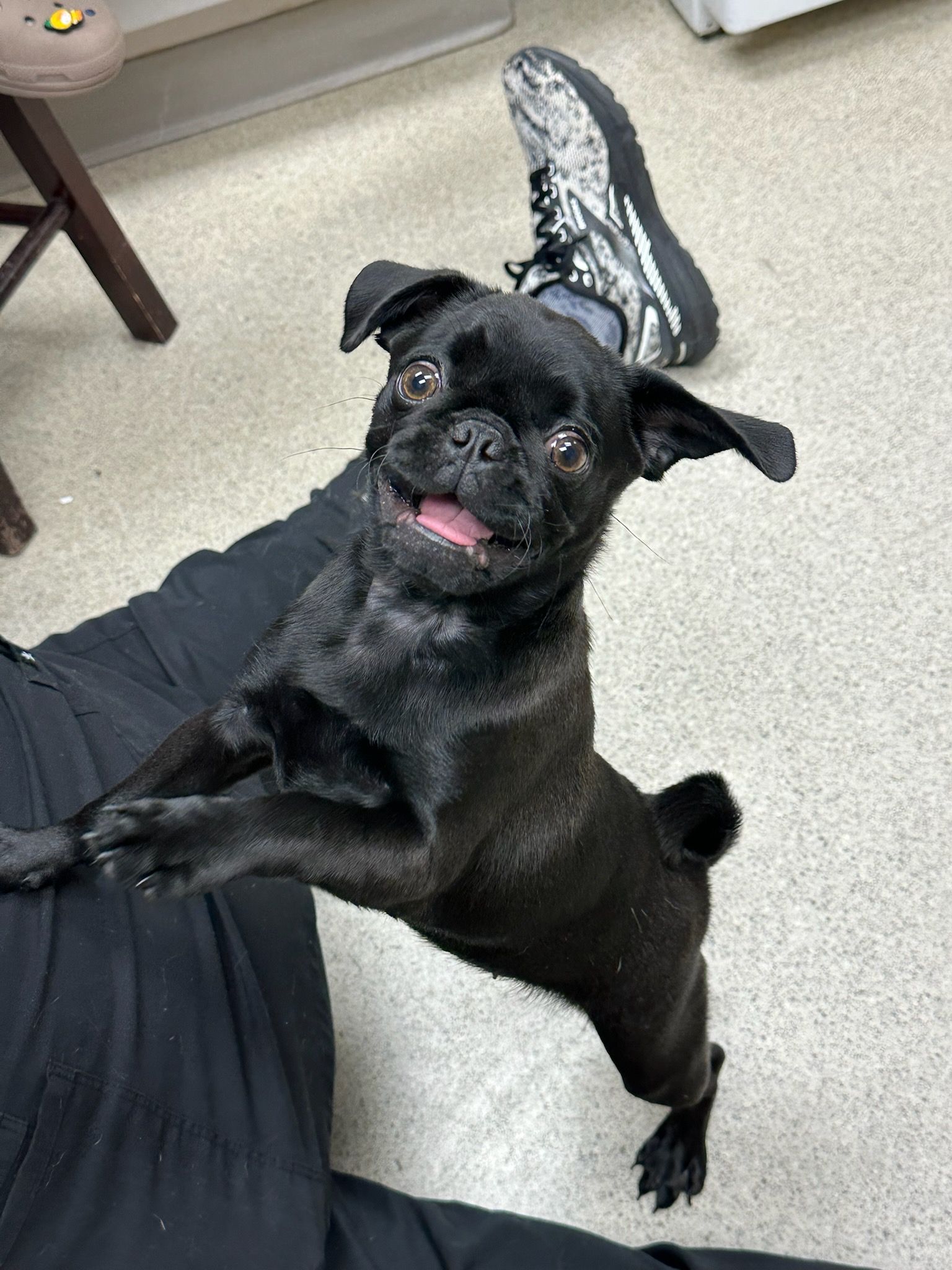 Black pug dog standing on its hind legs, looking up with a happy expression.