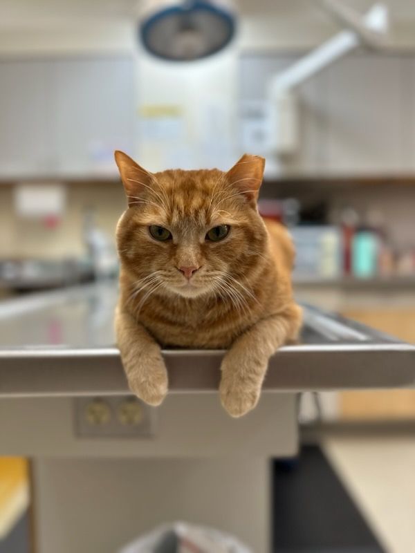 Orange tabby cat resting on a veterinary examination table, looking directly at the camera.