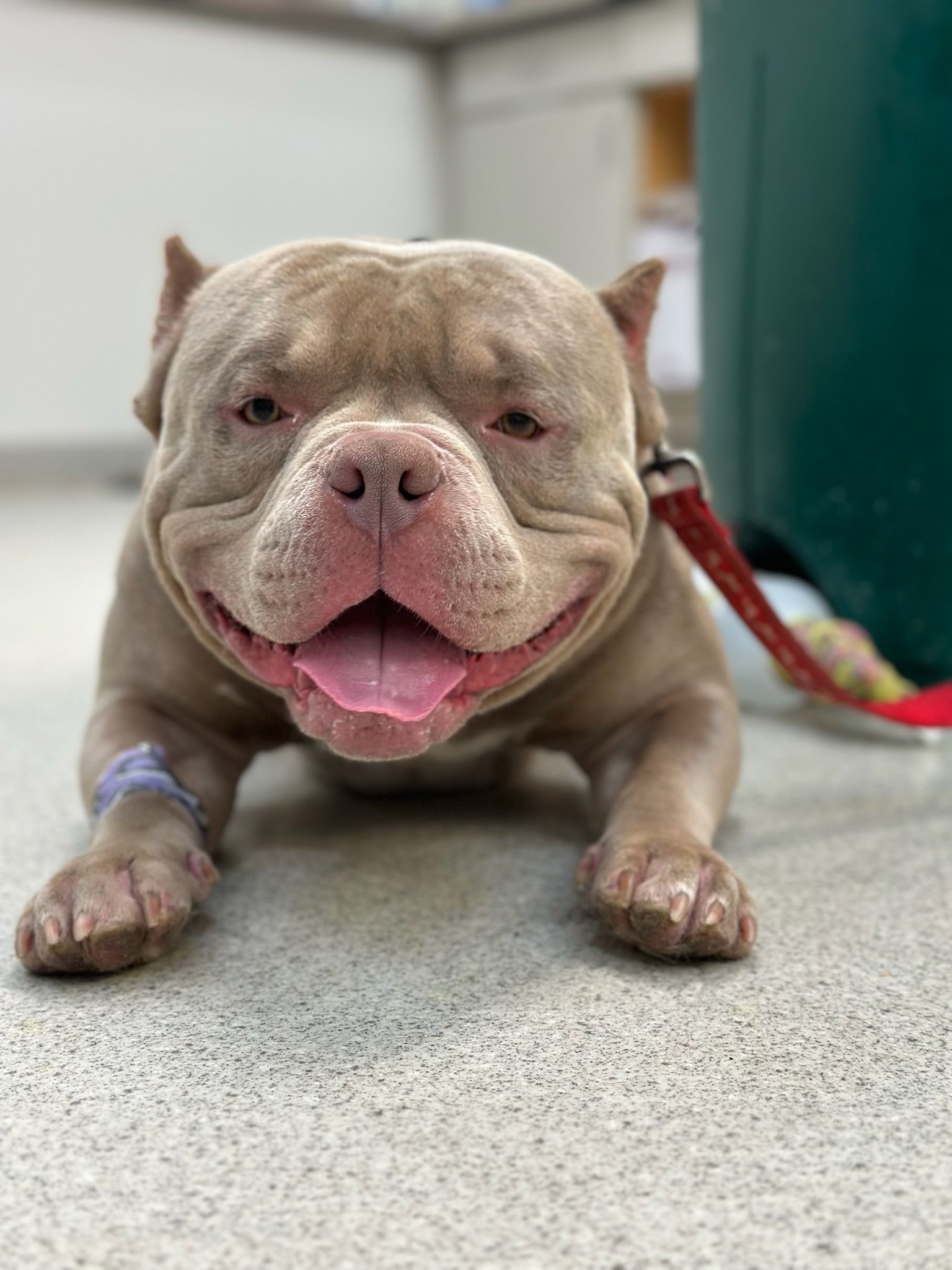 Happy pit bull lying on the floor with a bandage on its paw and red leash nearby.