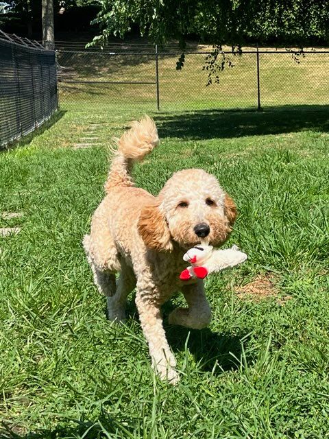 Golden doodle dog running in grass, holding a white and red toy, in an outdoor setting.