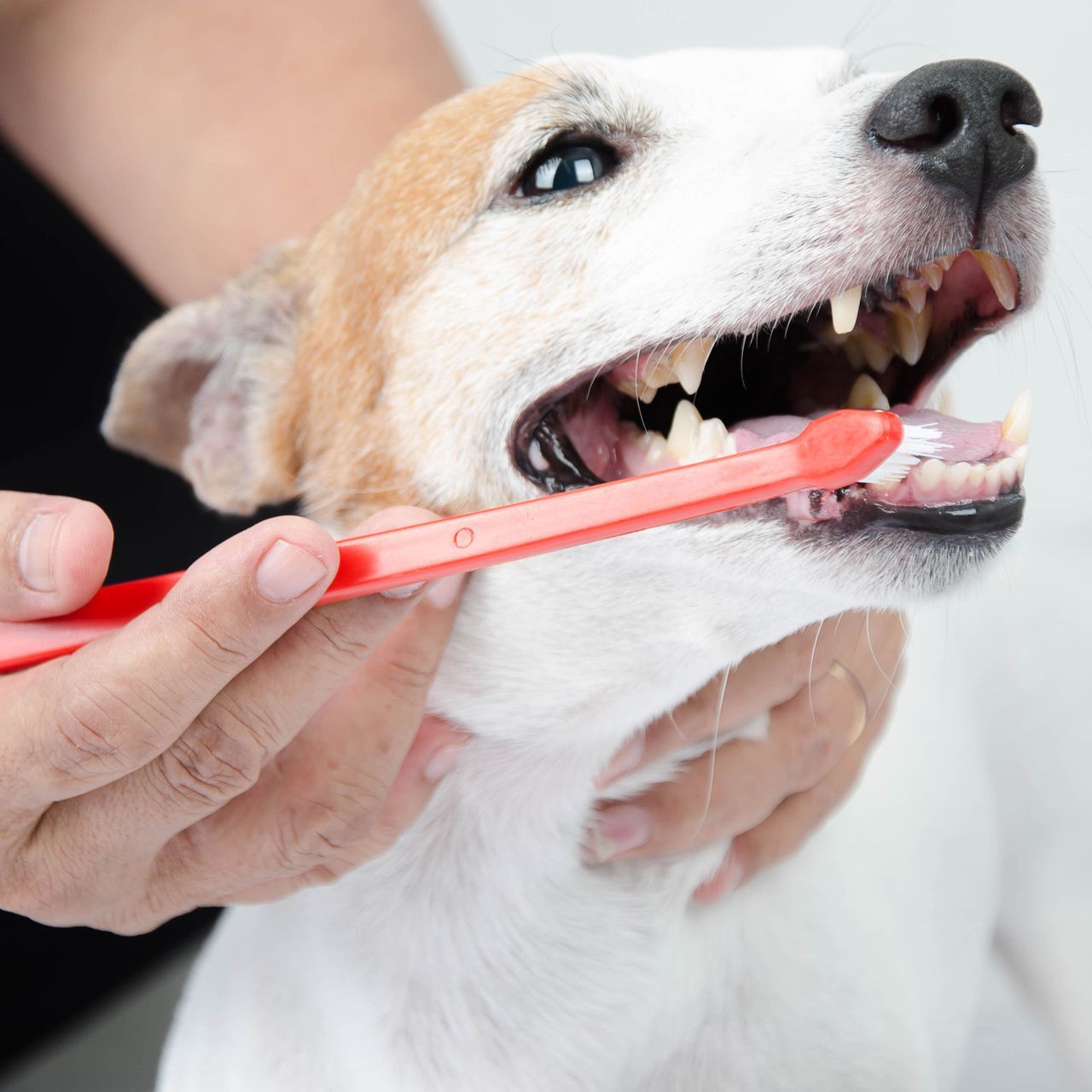 A person uses a red toothbrush to clean the teeth of a small, white and brown dog