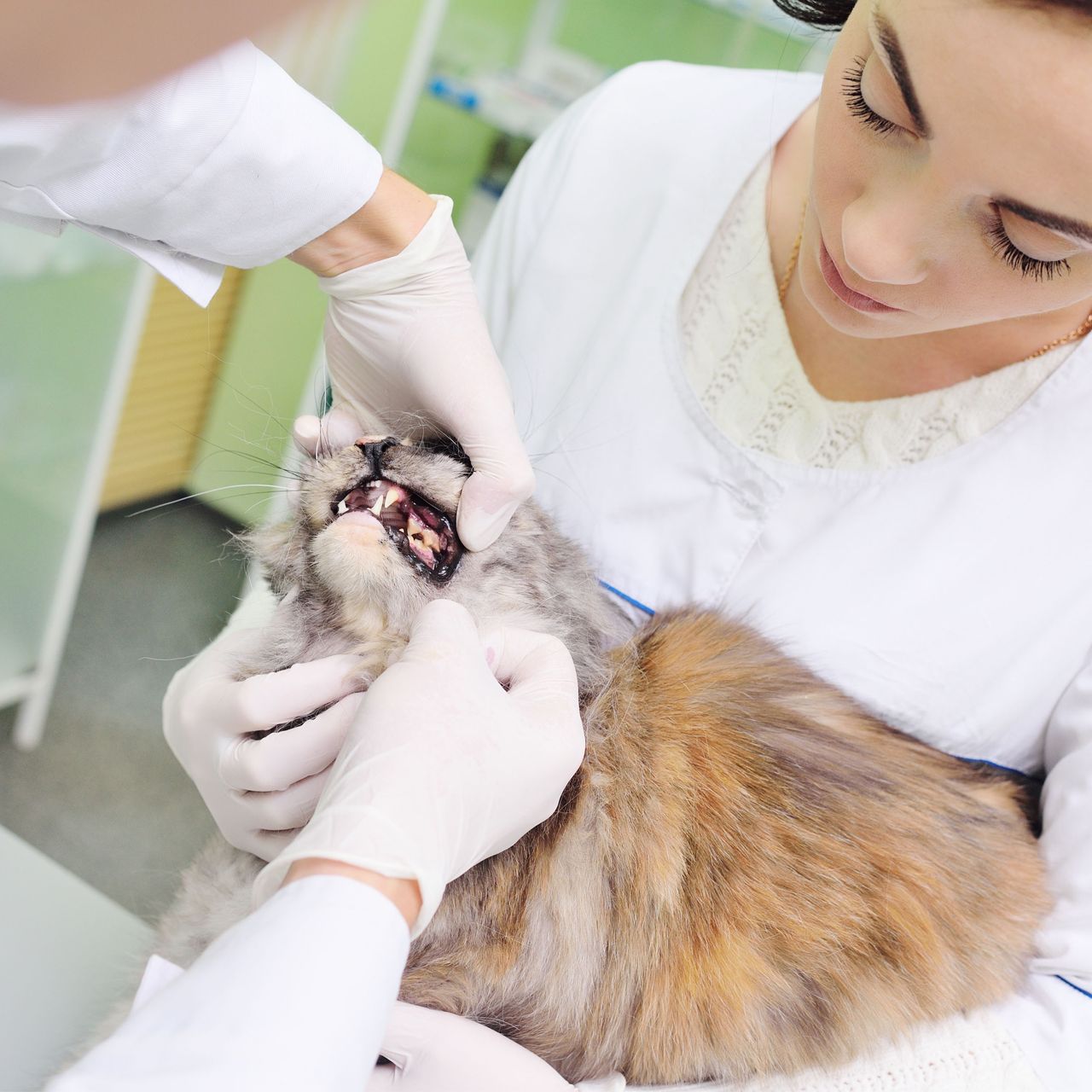 A veterinarian wearing gloves examines the teeth of a cat