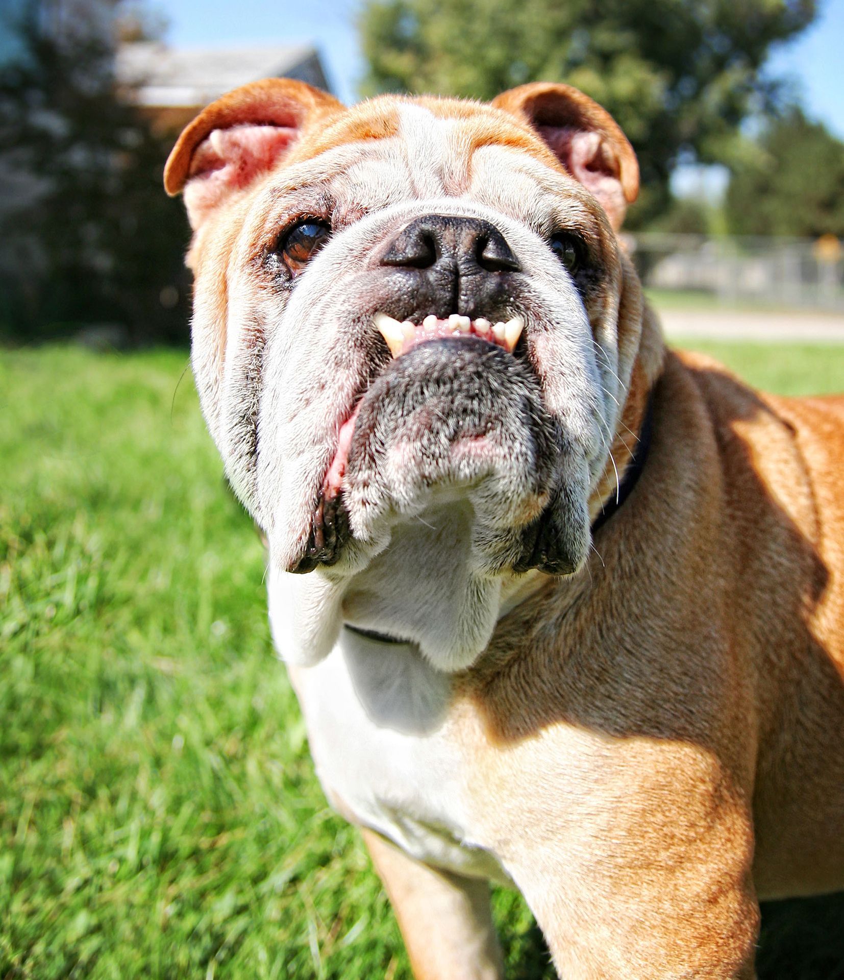 Senior English Bulldog in a grassy field