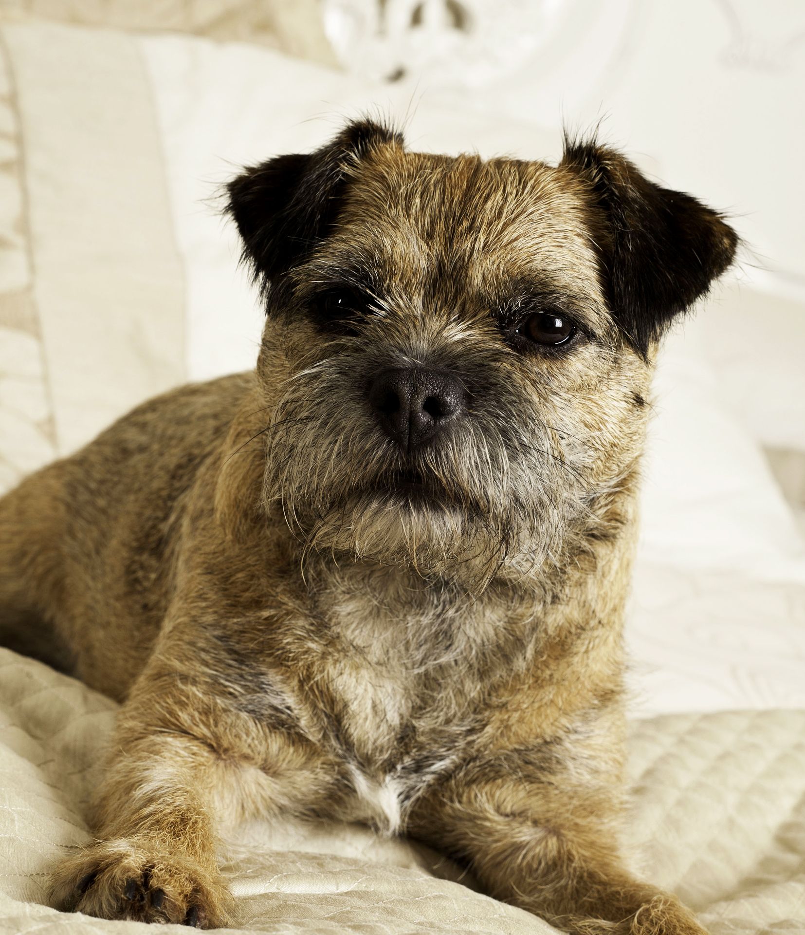 A terrier with a wiry coat and dark ears