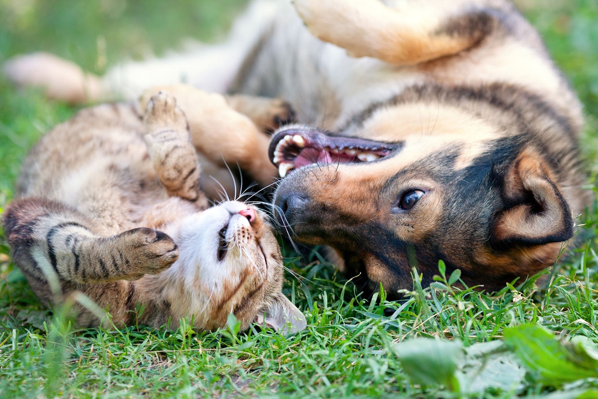 A tabby cat and a German Shepherd dog playing together