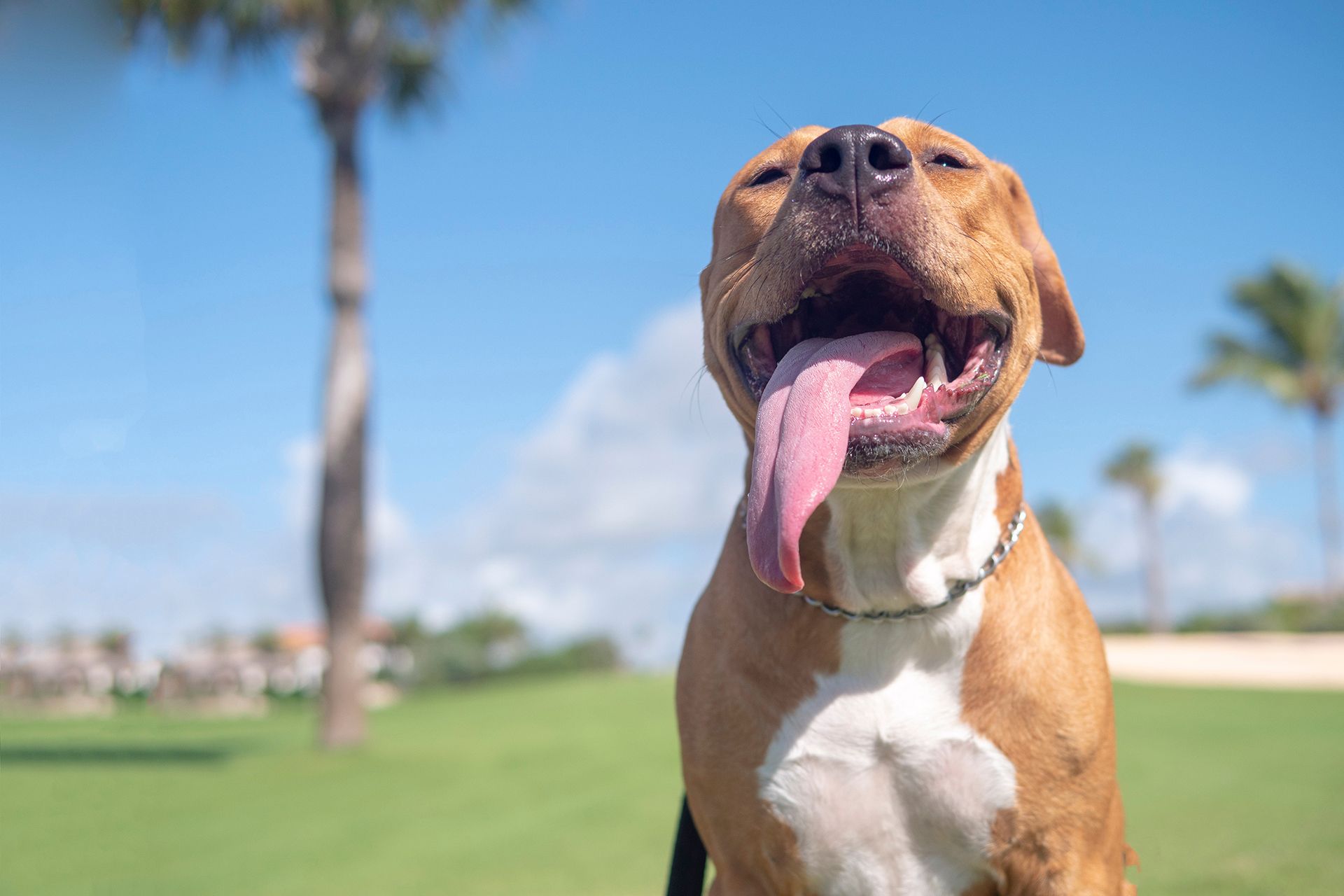 A happy, tan and white pit bull