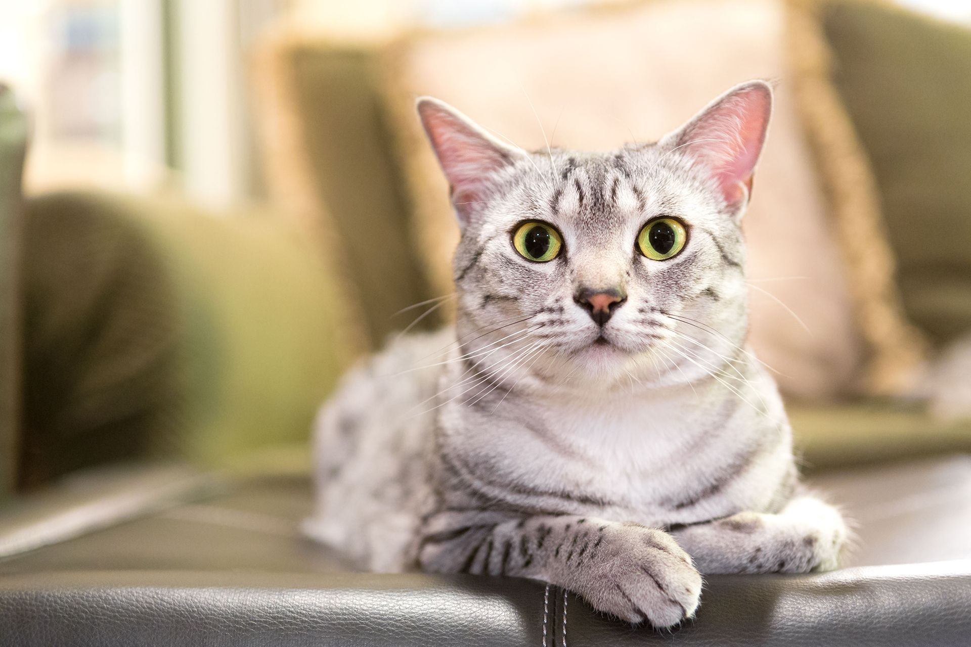 A silver tabby cat with bright green eyes