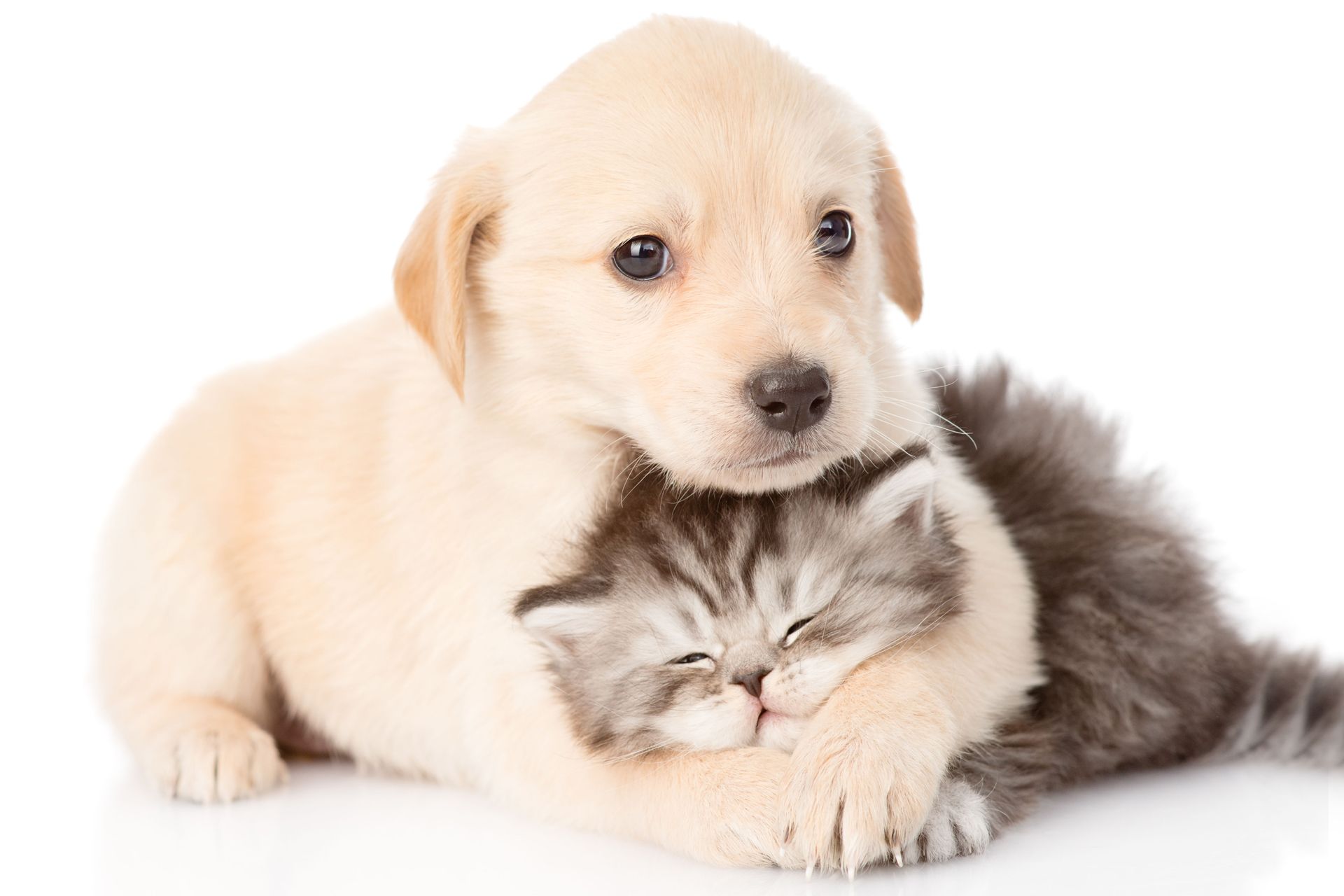 A puppy gently cuddling a small, fluffy gray and white tabby kitten