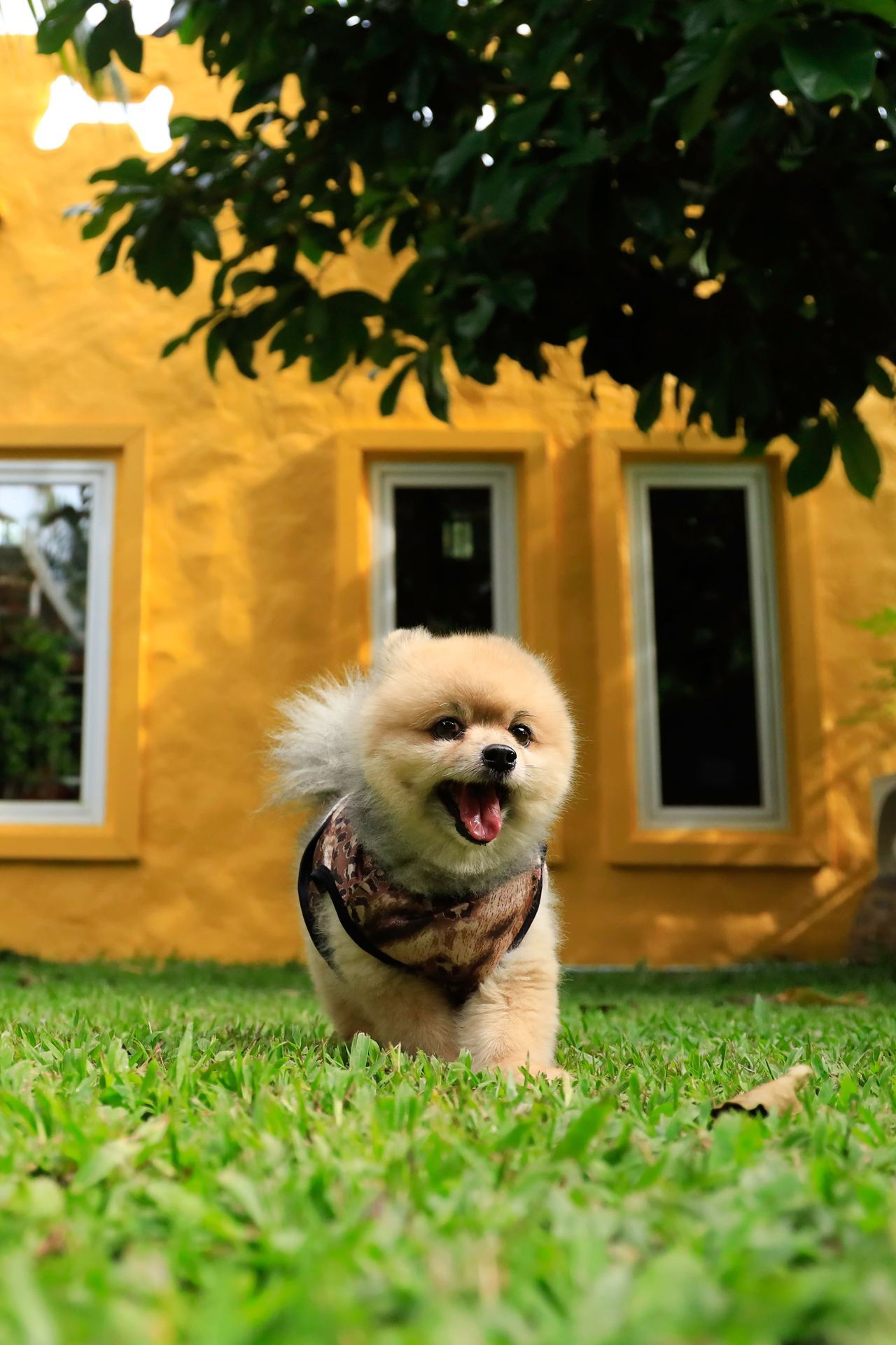 A small, fluffy tan dog with an open, happy expression trots across a grassy yard 