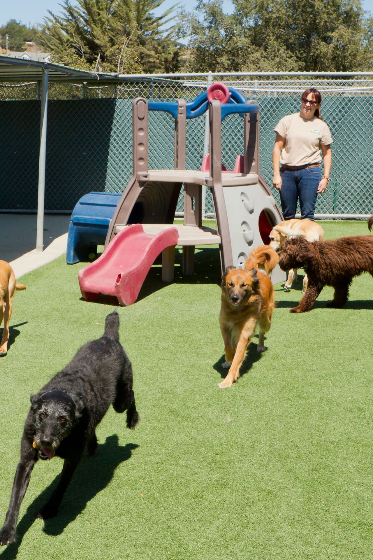 Several dogs run across the green turf near a play structure