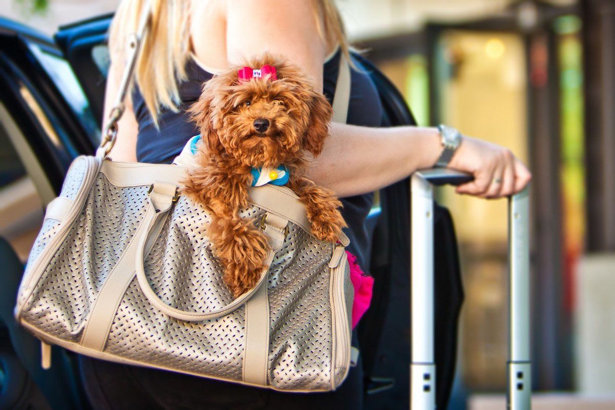 A person carries a fluffy brown dog with a pink bow in a metallic travel bag
