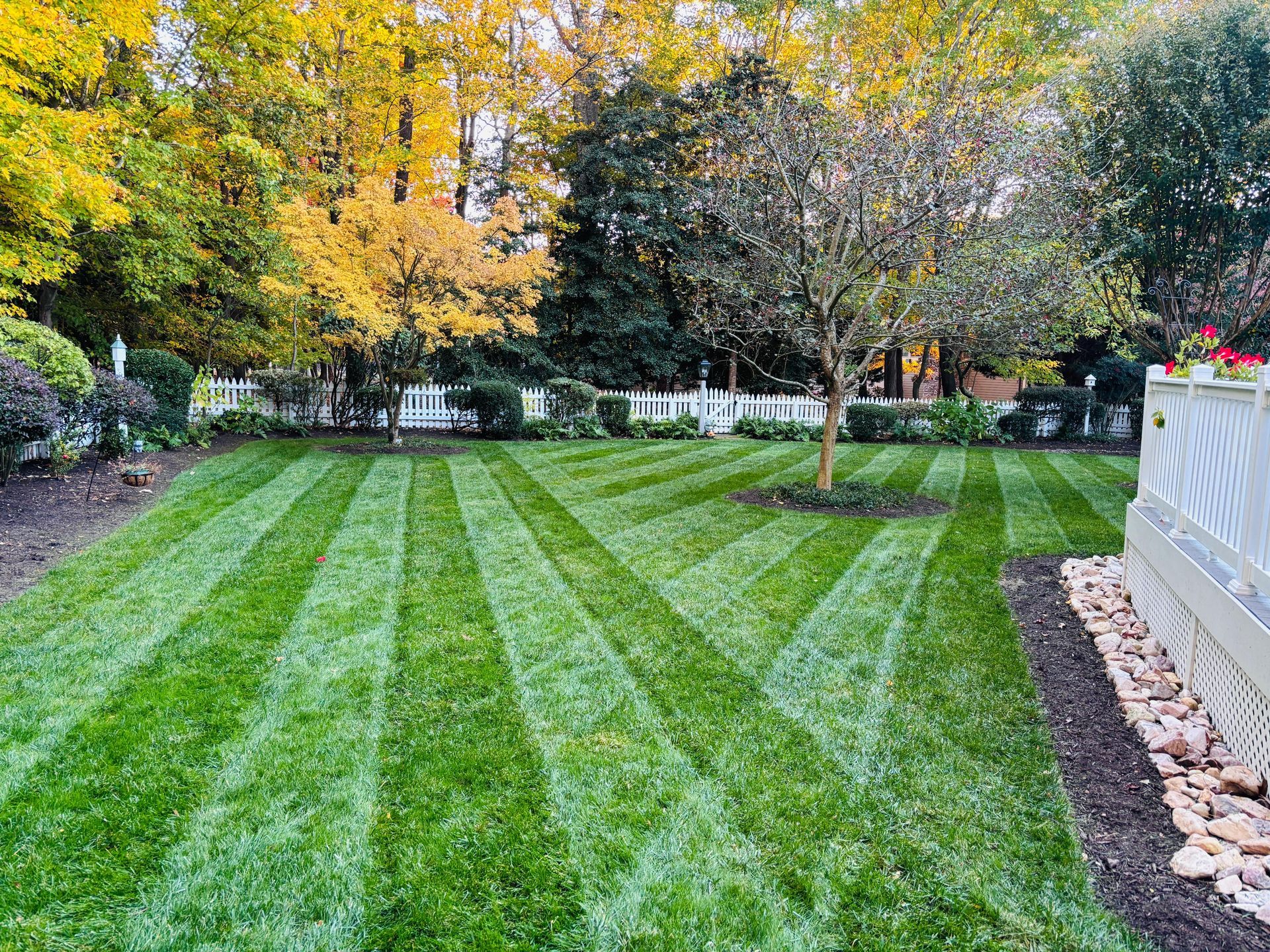 Striped green lawn in a landscaped garden with autumn trees and a white fence in the background