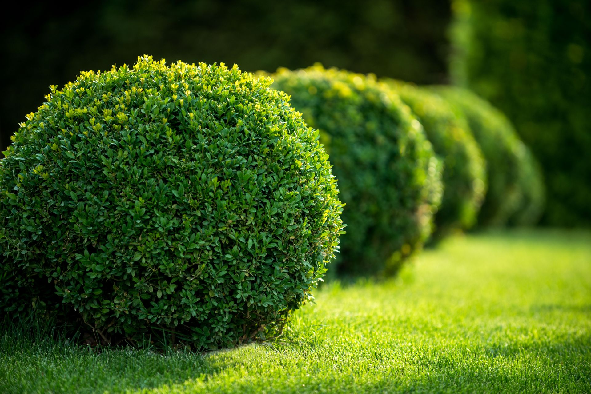 Neatly trimmed green shrubs in a sunny garden, lined diagonally across a lush lawn.