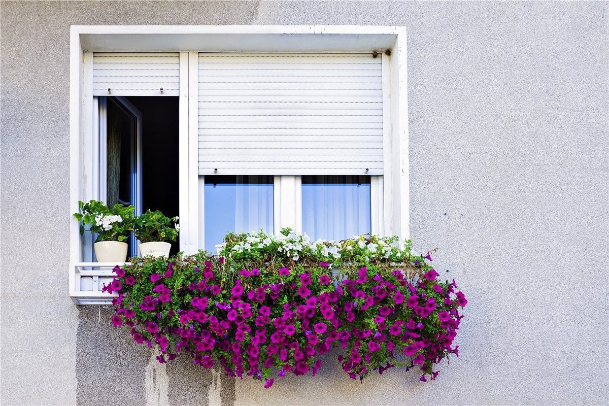 A window with purple flowers in a window box on a building.