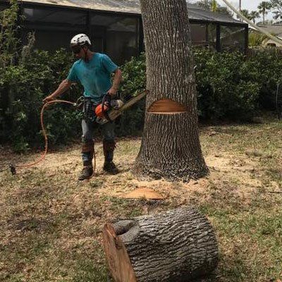Tree Removal