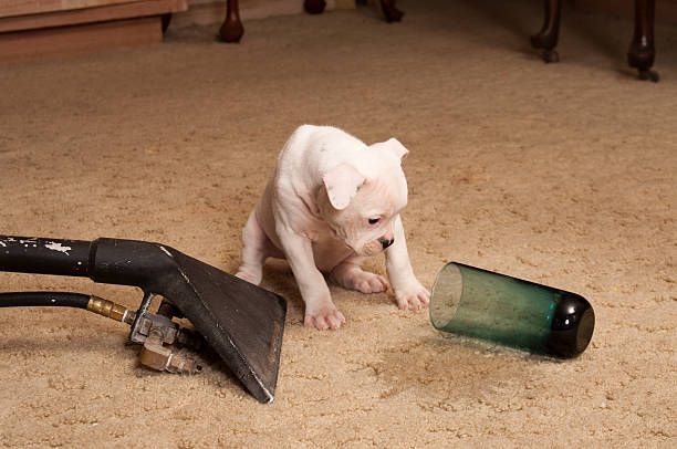 White puppy sitting on a beige carpet, looking at a tipped-over green glass; carpet cleaner nozzle nearby.