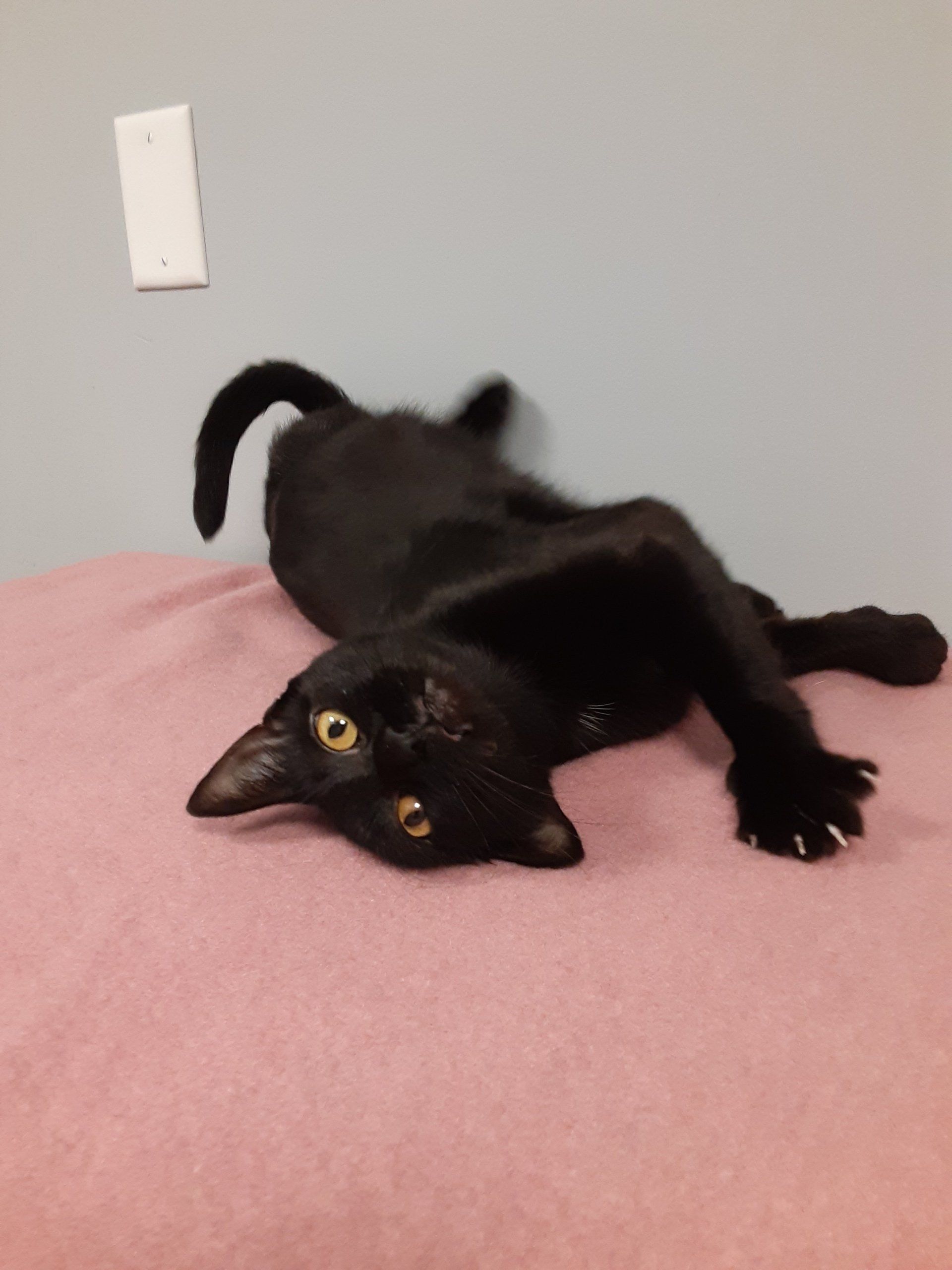 A black cat is laying on its back on a pink blanket