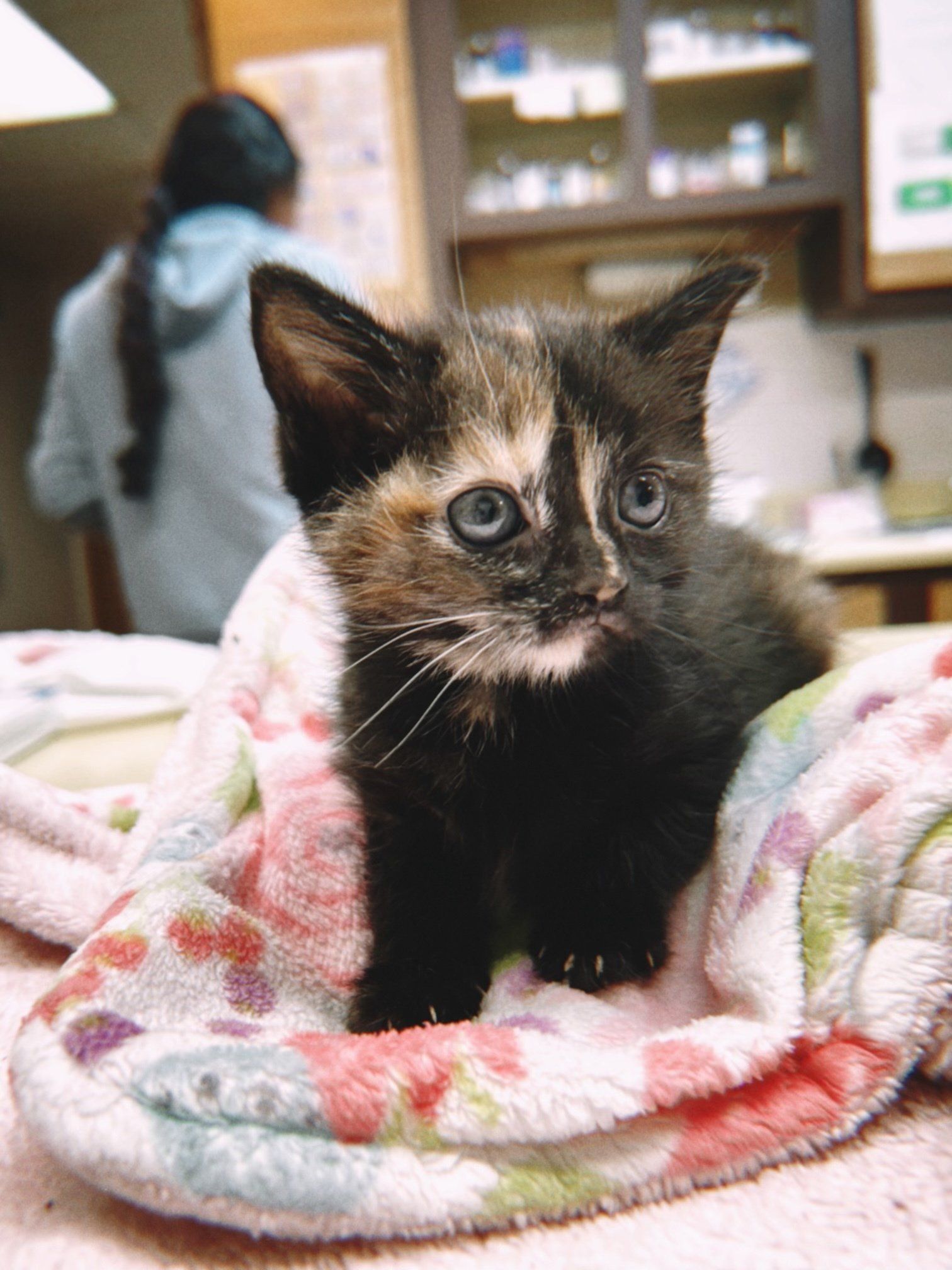 A calico kitten is wrapped in a blanket and looking at the camera.