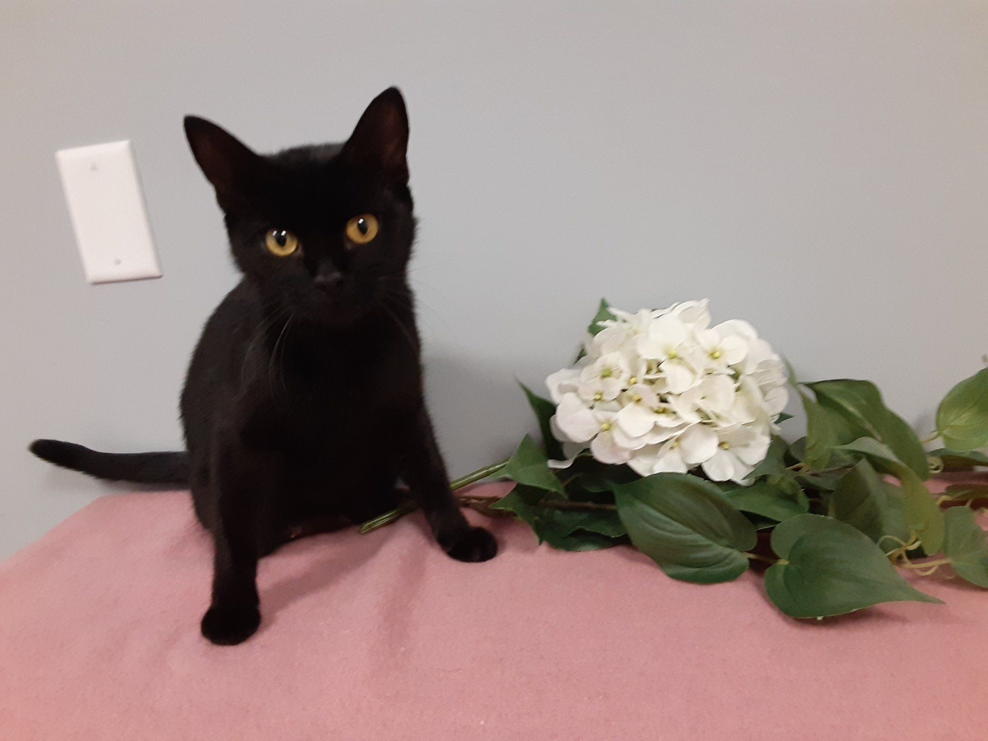 A black cat is sitting on a pink blanket next to a white flower.
