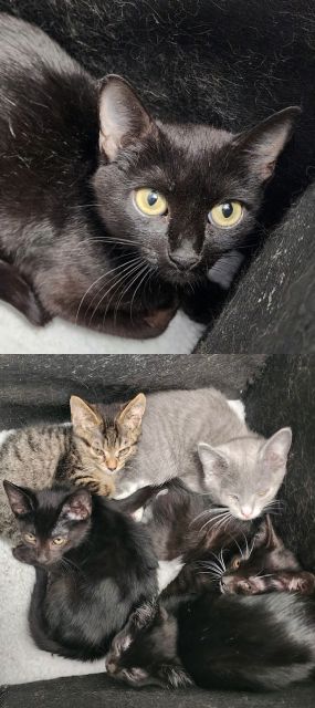 A black cat is laying on a couch next to two kittens.