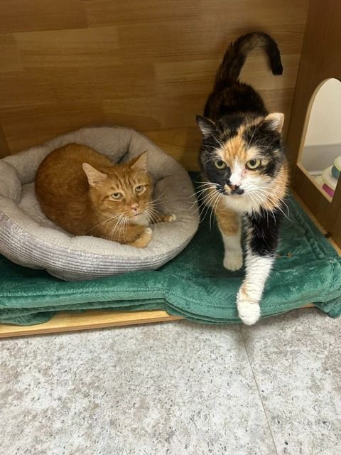Two cats on a green mat: orange tabby in a bed and calico standing beside it