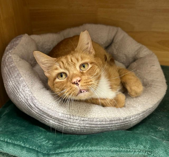 Orange tabby cat resting in a gray bed inside a wooden cubby, looking up at the camera.
