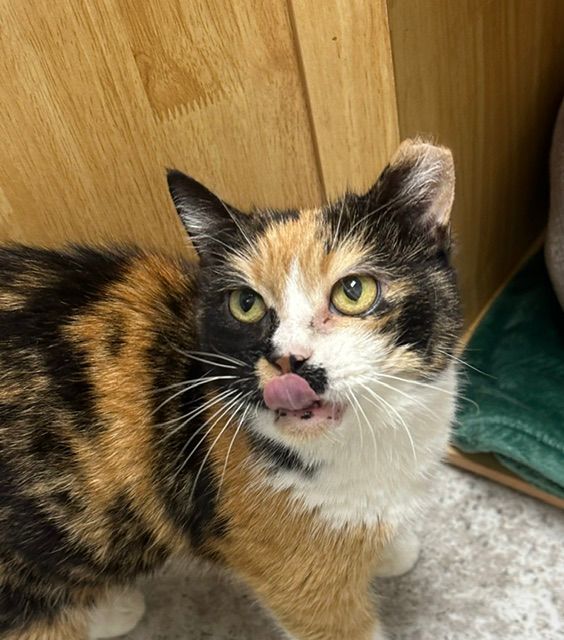 Calico cat with tongue out, sitting on a floor beside a wooden cabinet and green mat