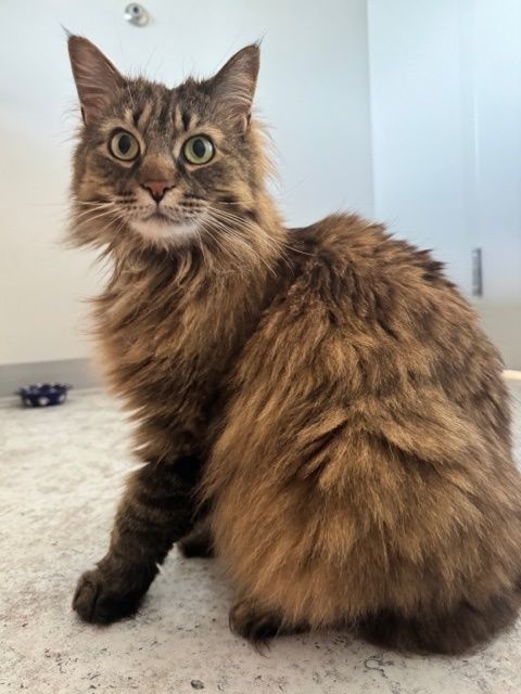 A fluffy cat is sitting on the floor and looking at the camera.