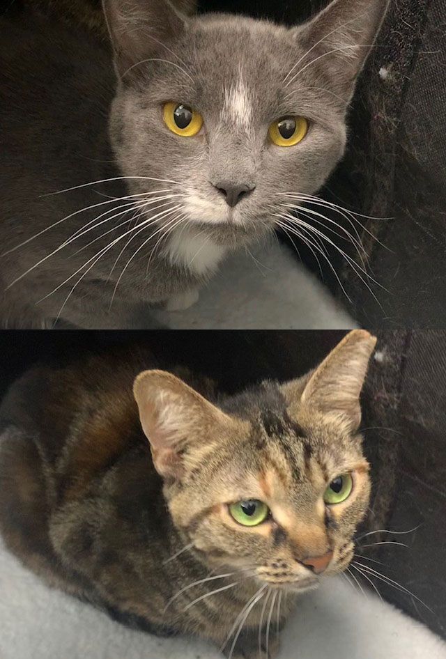 Two cats are sitting next to each other and looking at the camera.