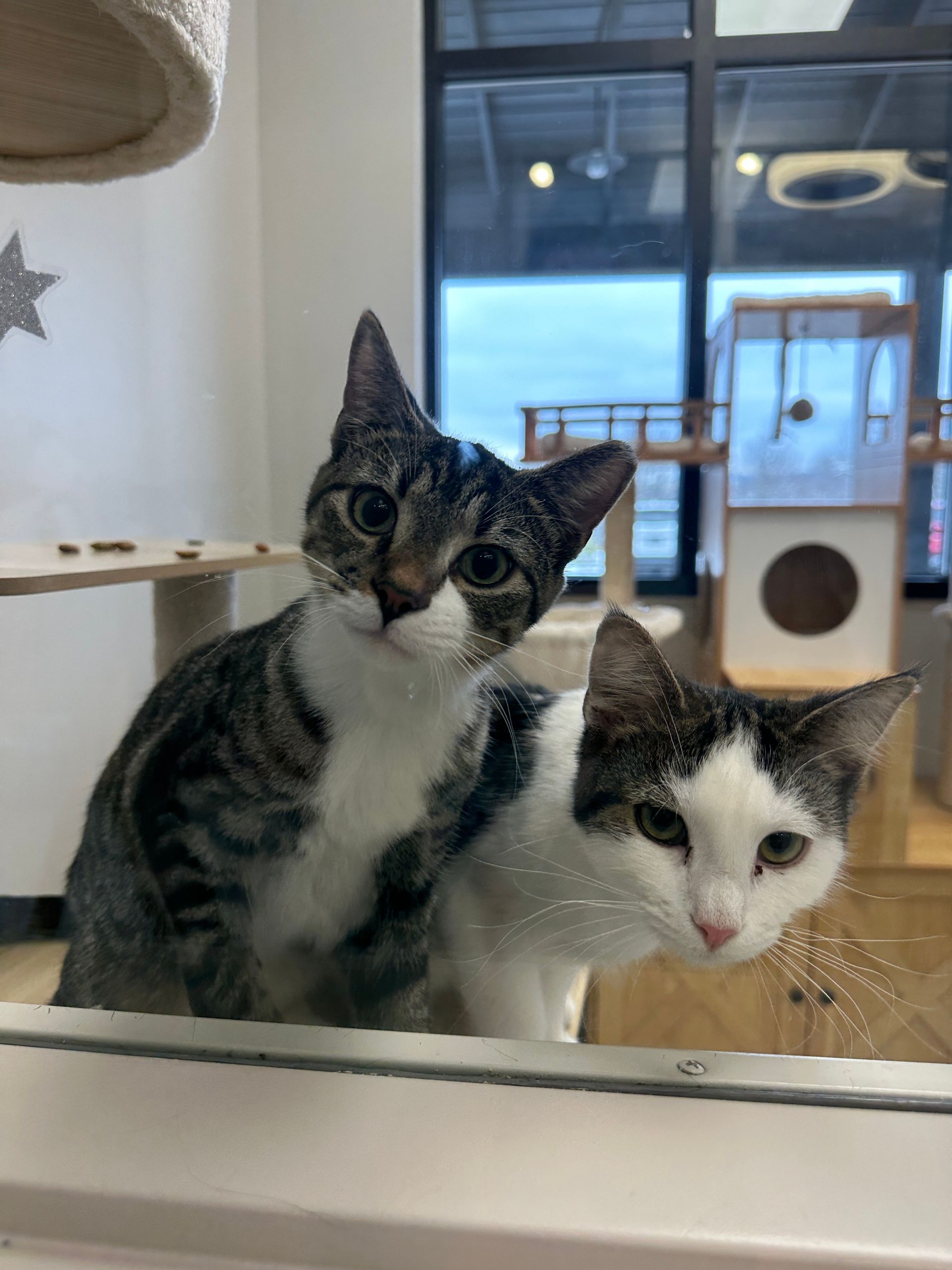Two cats looking at the camera through glass. One is striped, the other white and grey. They are indoors.