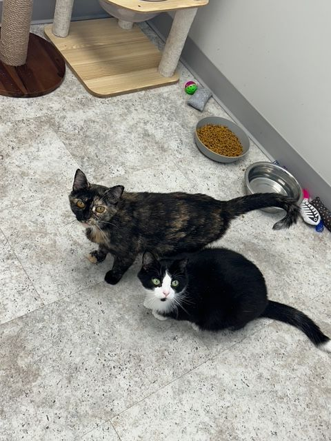 Two cats looking up. One is tortoiseshell, the other is black and white. They are in a room with cat supplies.