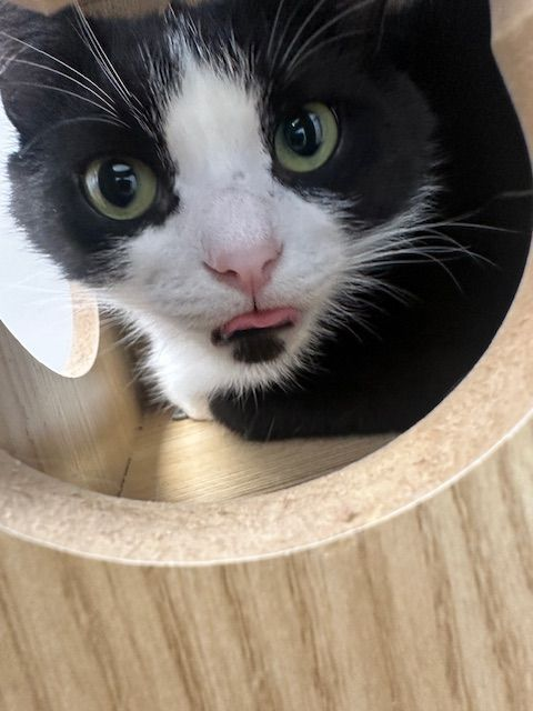 Black and white cat with tongue sticking out, peering from a wooden cylinder.