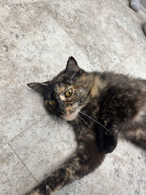 Tortoiseshell cat lounging on a tiled floor, gazing towards the camera.