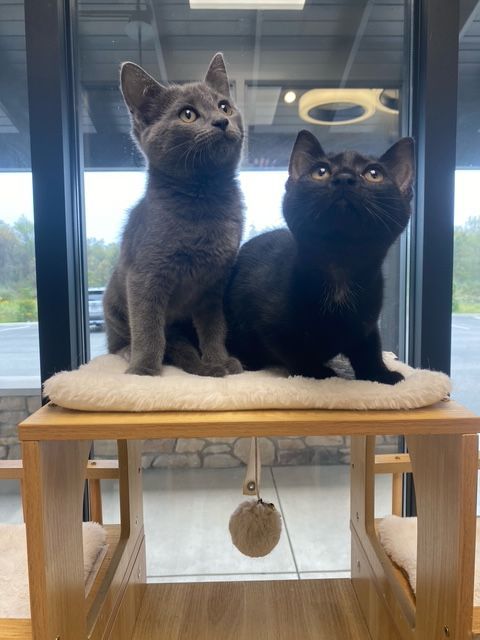 Two kittens, gray and black, sitting on a wooden cat perch, looking upwards.