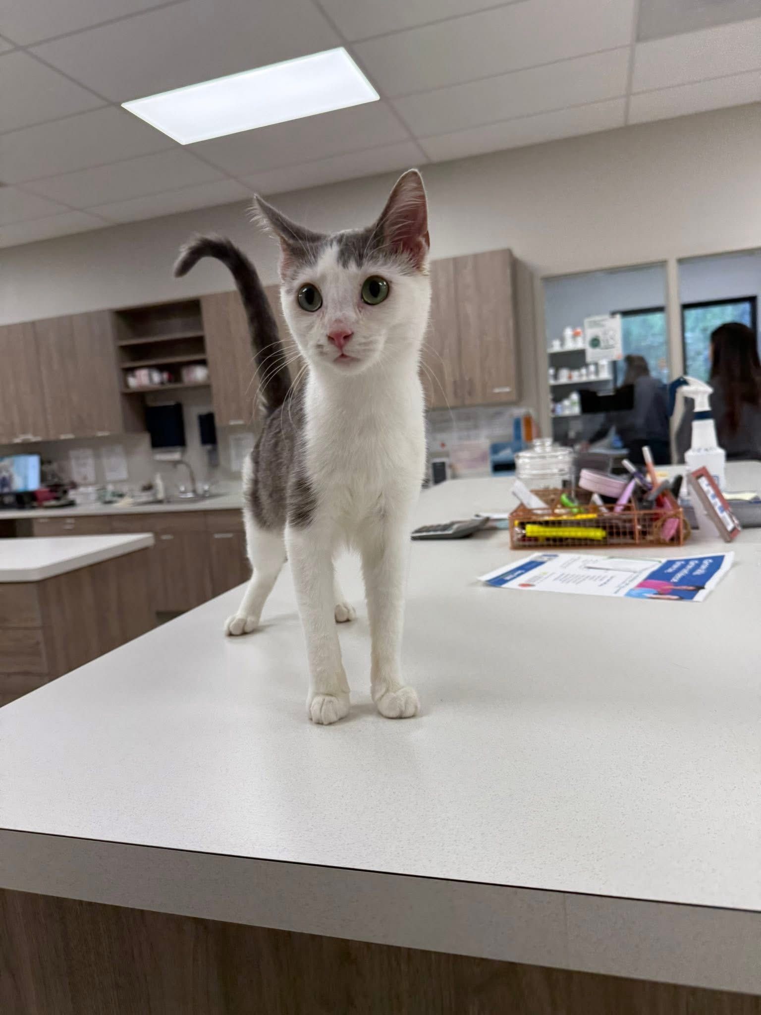 A cat with white and gray fur stands on a counter in a vet's office.