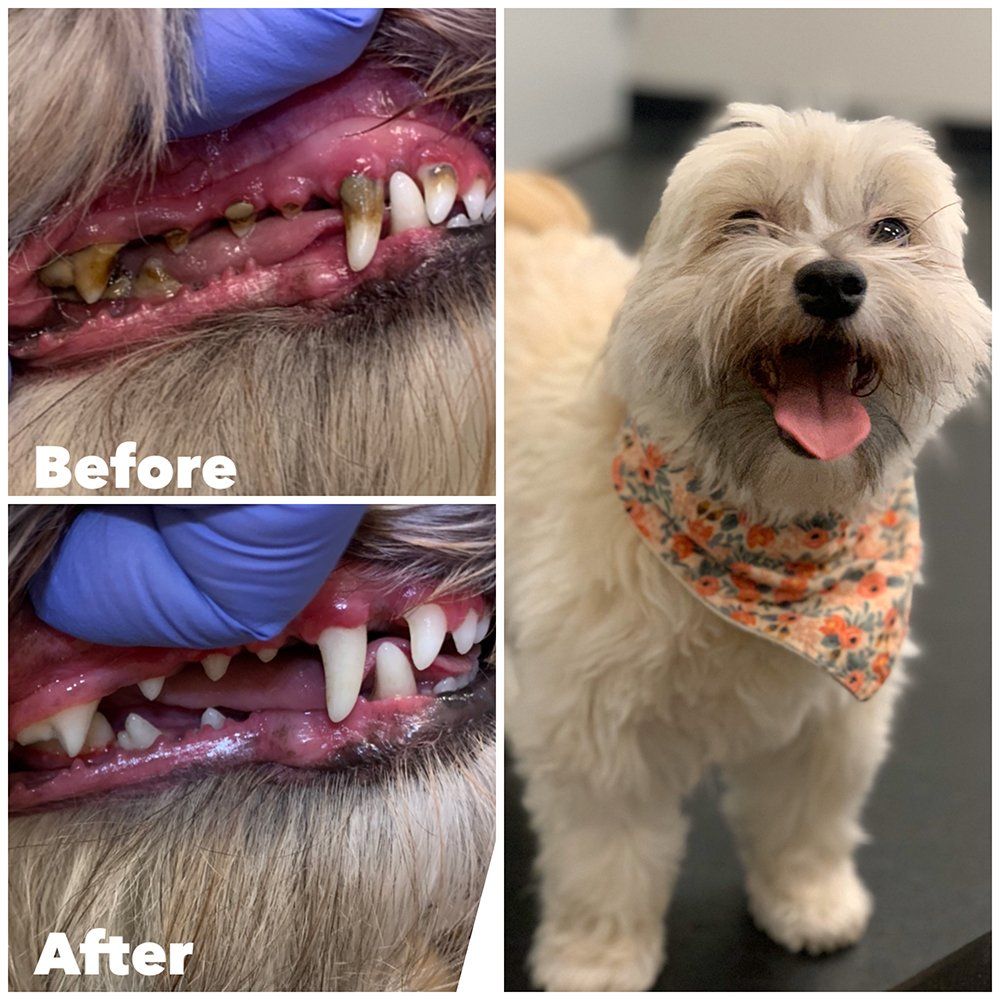Before and after pet dental care