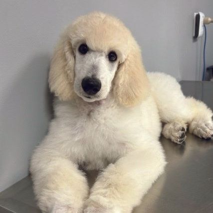 white poodle