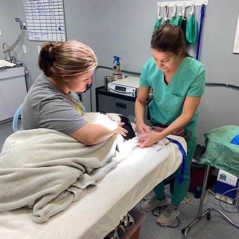 Pet surgery
