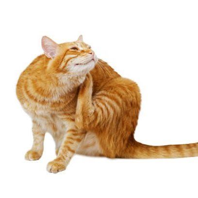 Orange cat