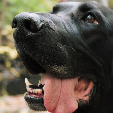 Labrador with the tongue out