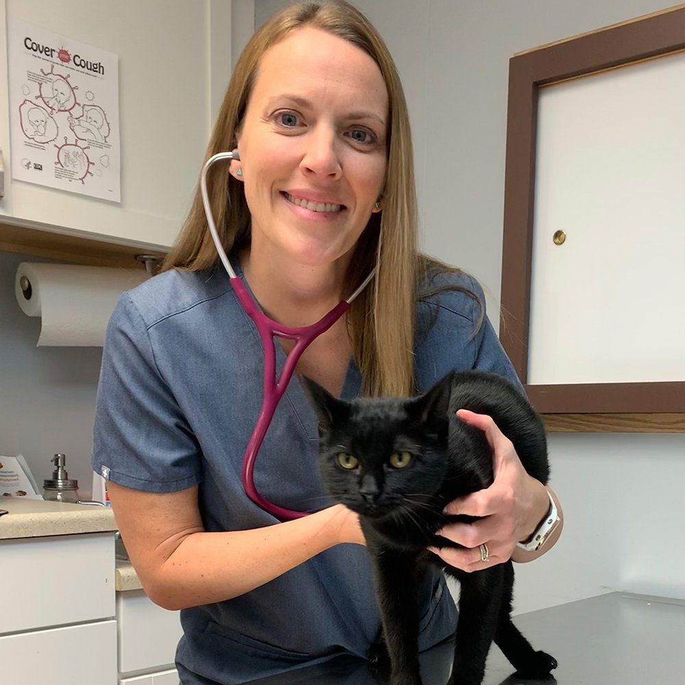Pet surgery