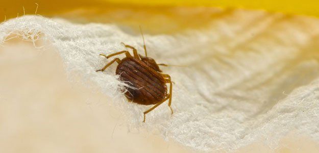 #1 Bed Bug Exterminator Buffalo NY