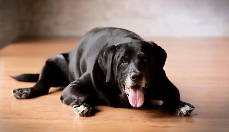 A black dog is laying on a wooden floor with its tongue hanging out.