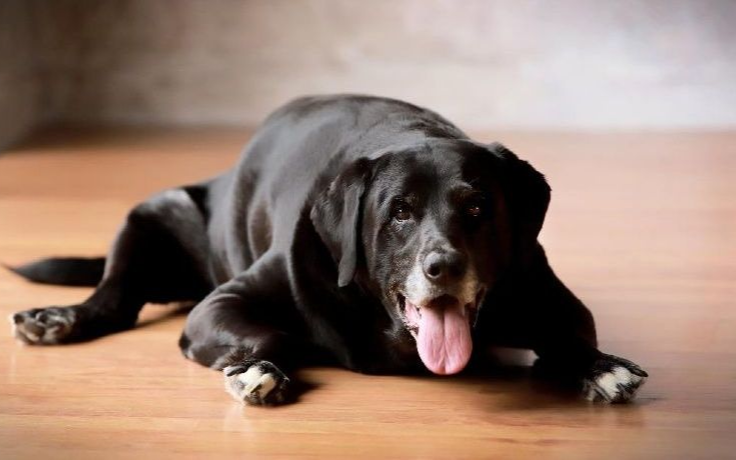 A black dog is laying on a wooden floor with its tongue hanging out.