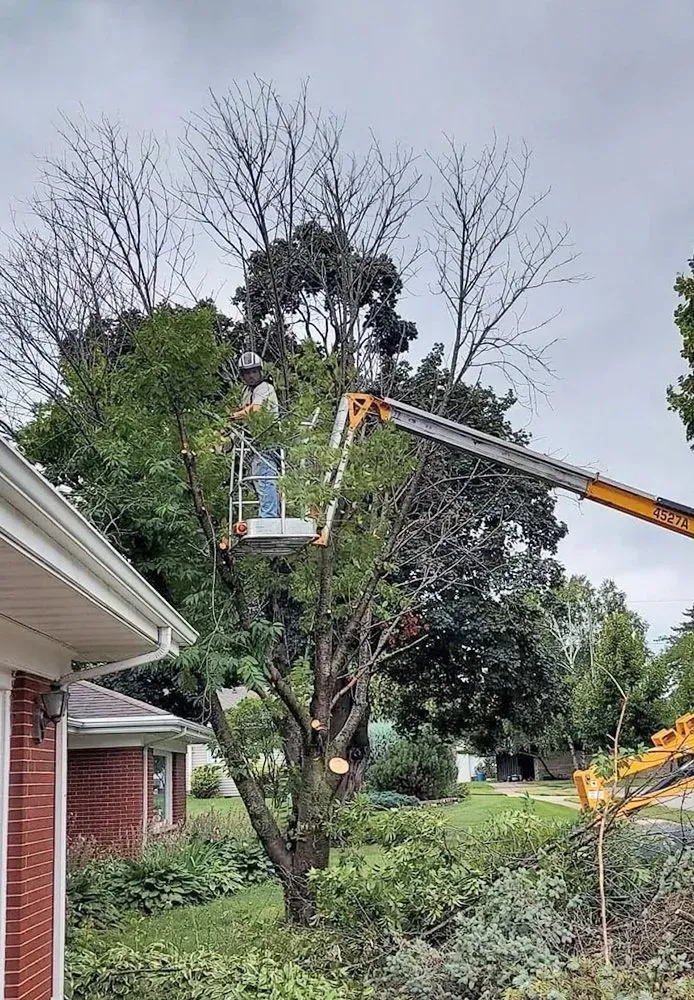 A man is cutting a tree with a crane in front of a house.