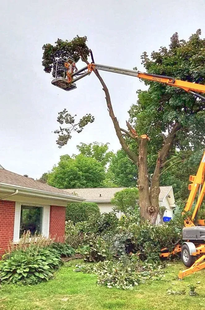 A man is cutting a tree with a crane in front of a house.