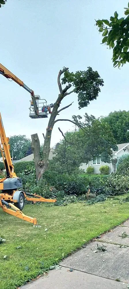 A man is cutting a tree with a crane in a yard.
